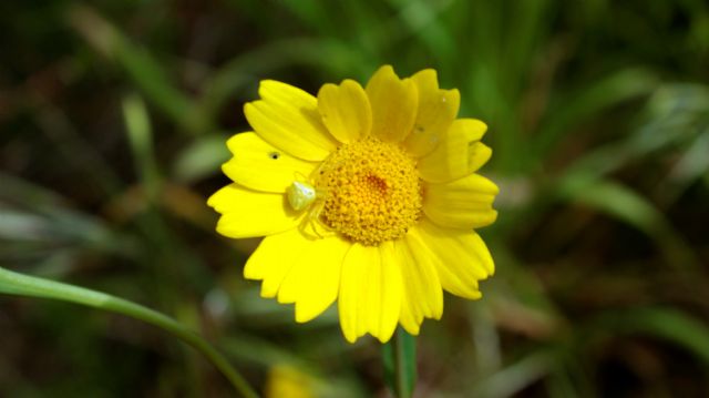 Glebionis segetum / Crisantemo campestre